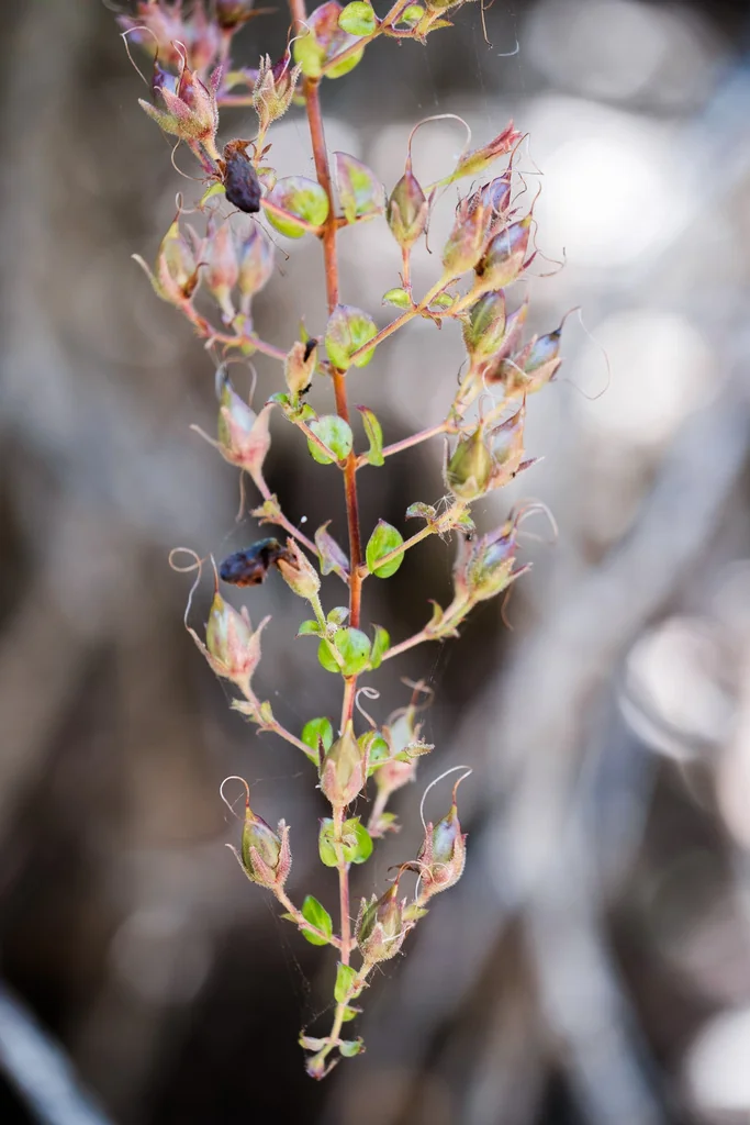 Keckiella Cordifolia