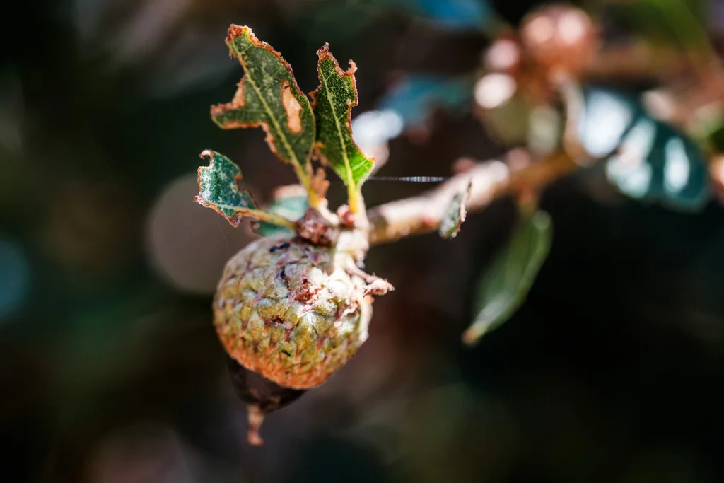 Quercus dumosa