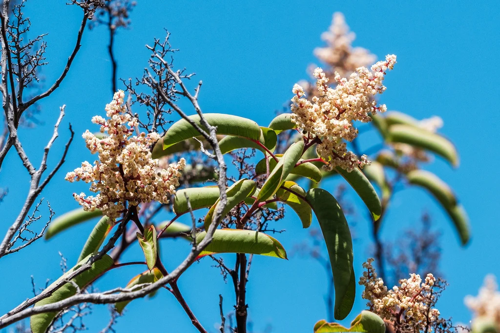 Malosma Laurina