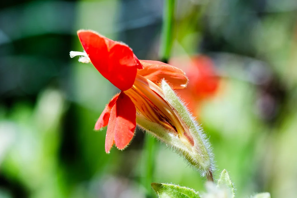 Mimulus Cardinalis