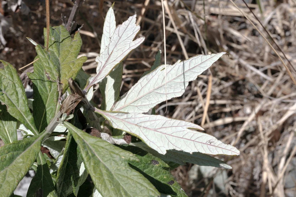 Artemisia Douglasiana