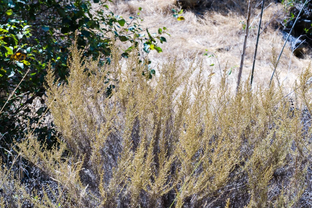 Artemisia Californica