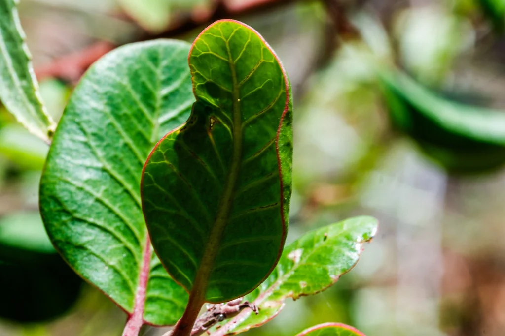 Rhus Integrifolia