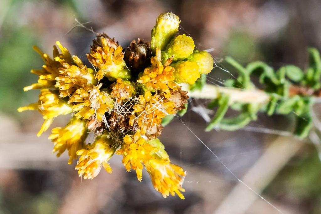 Isocoma Menziesii