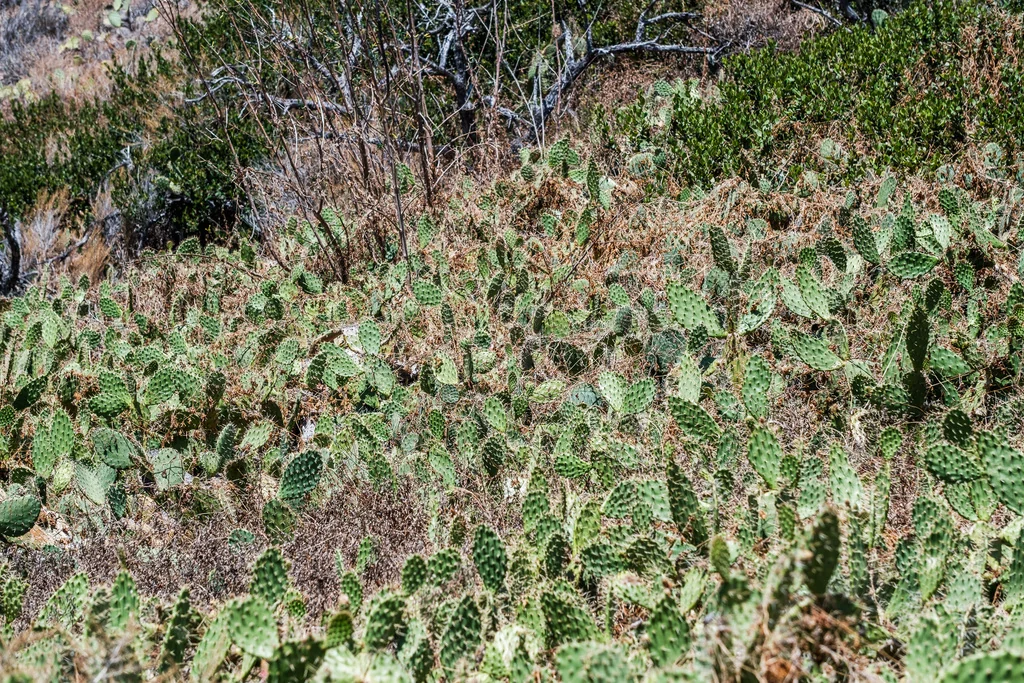 Opuntia littoralis
