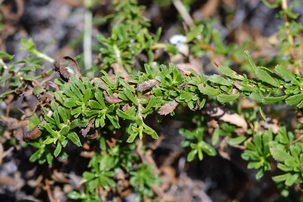 Isocoma Menziesii