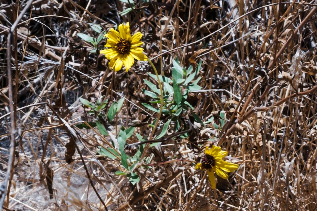 Encelia californica