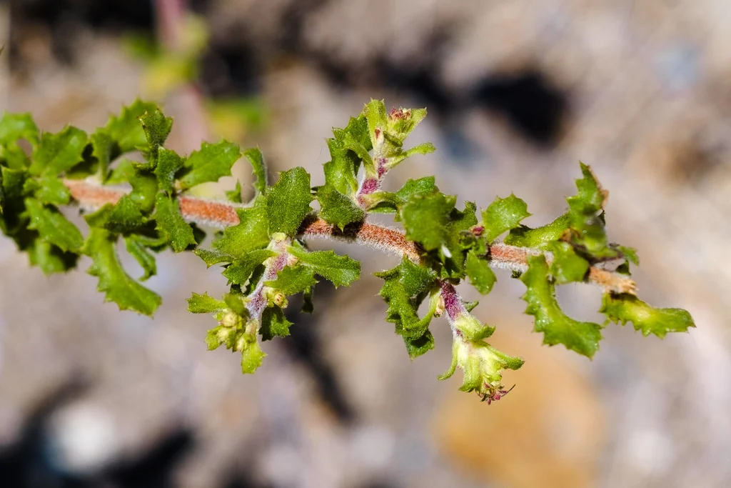 Hazardia squarrosa