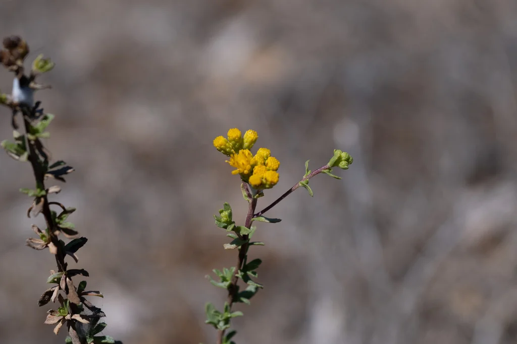 Isocoma Menziesii
