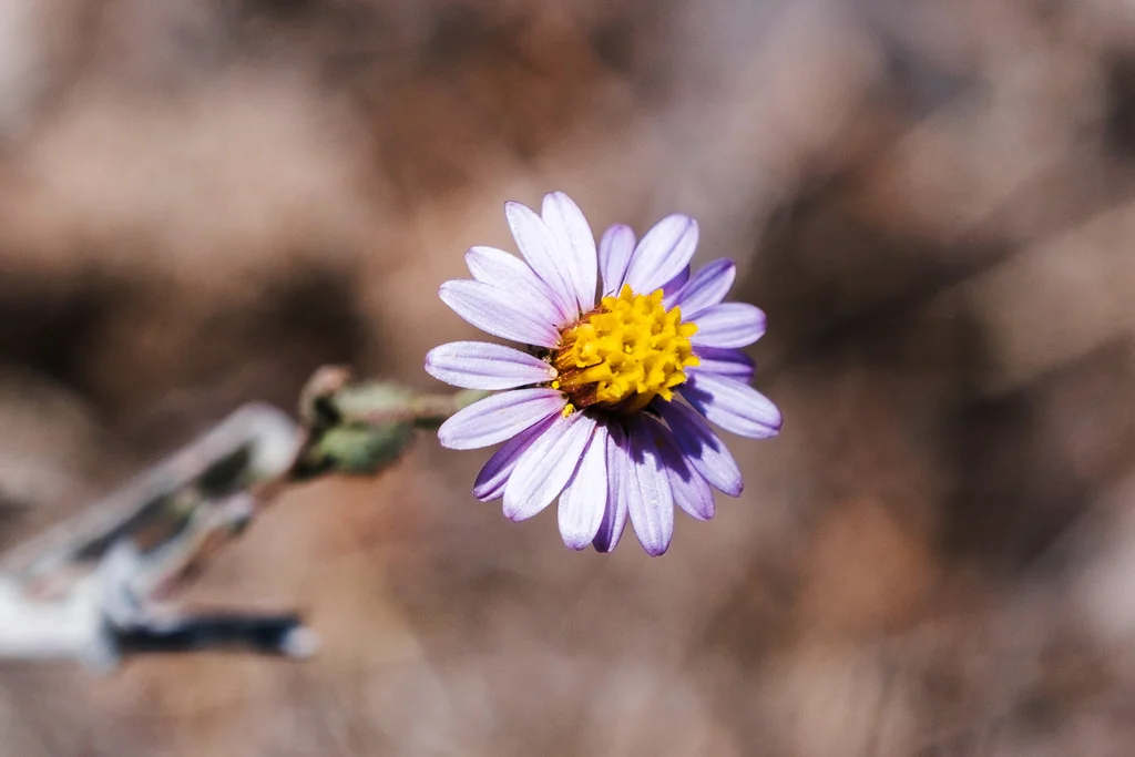 Lessingia Filaginifolia