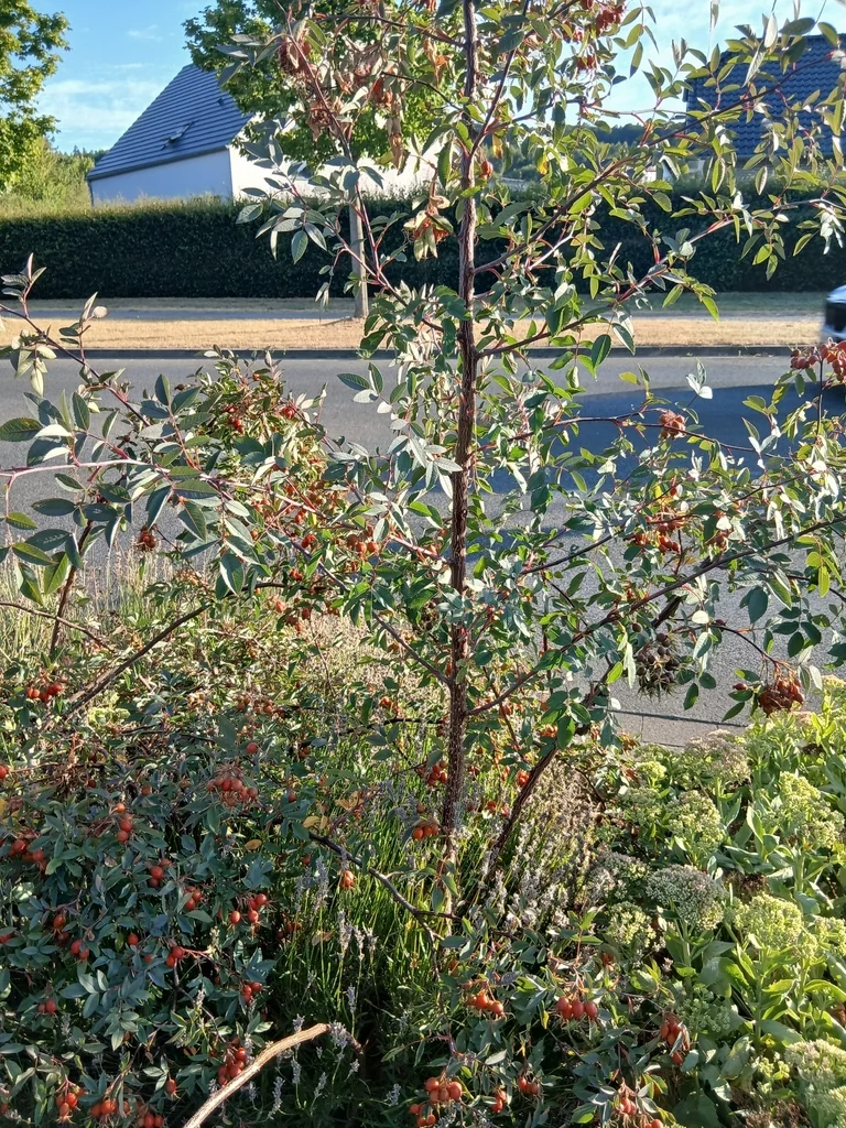 Rosa Glauca