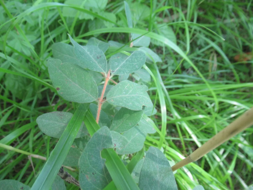 Lonicera Caerulea