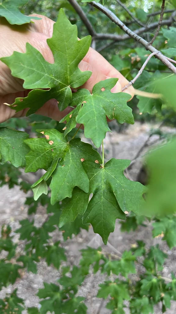 Acer Grandidentatum