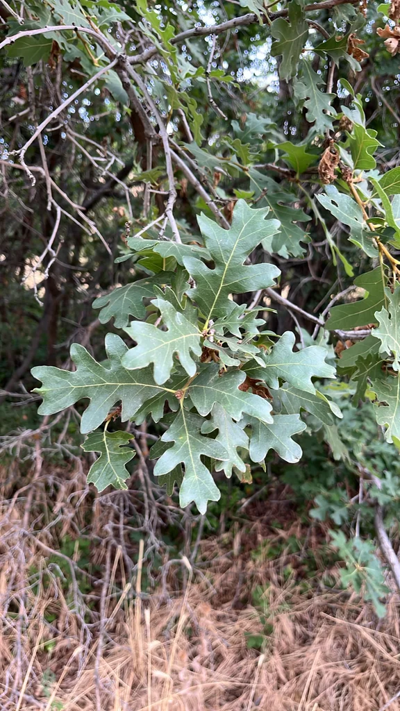 Quercus Gambelii