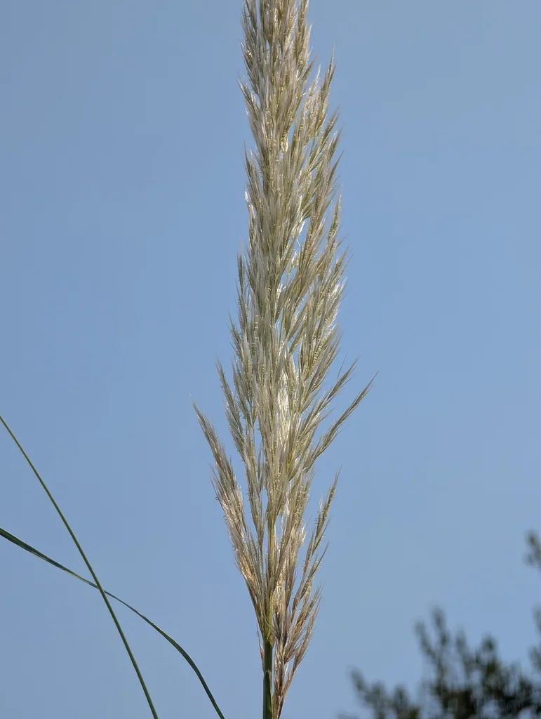 Cortaderia Selloana