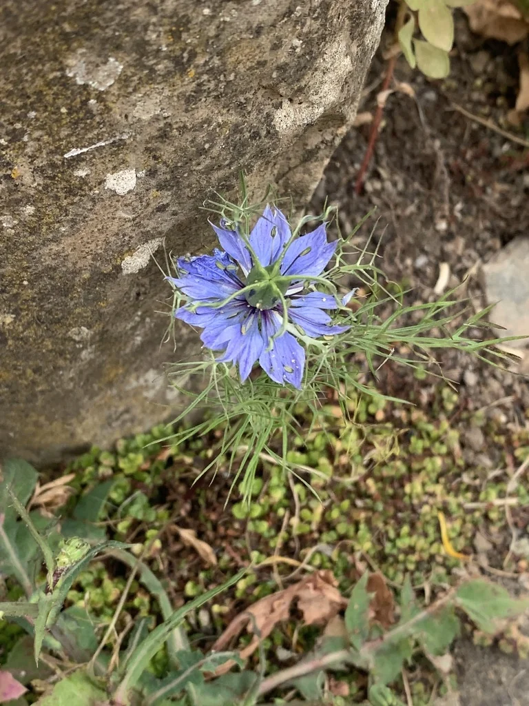 Nigella Damascena
