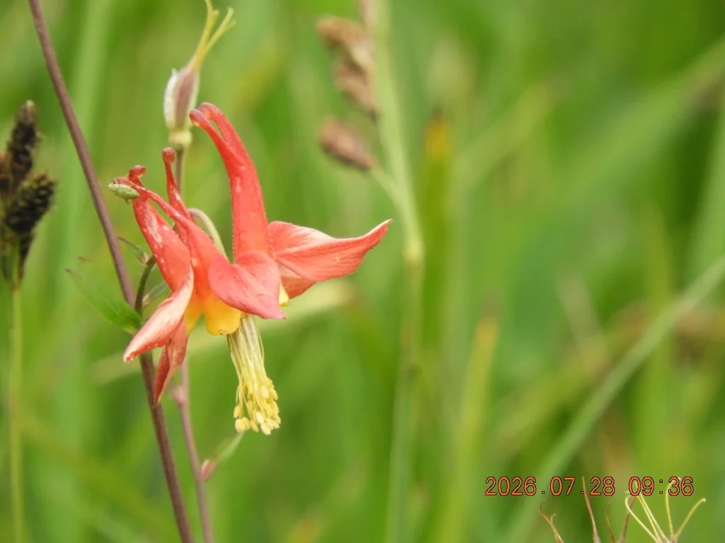 Aquilegia Formosa