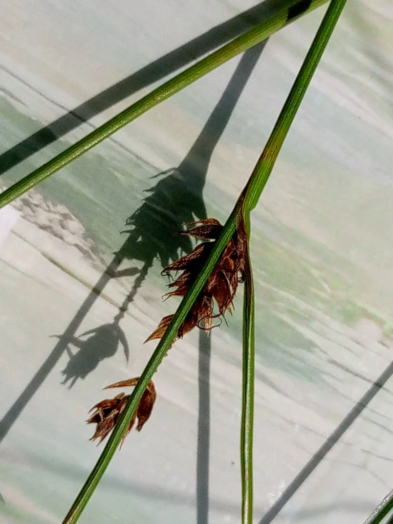 Carex Lasiocarpa