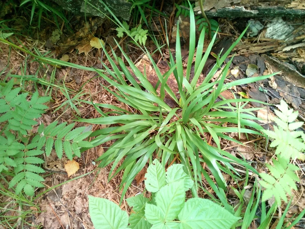 Luzula Pilosa