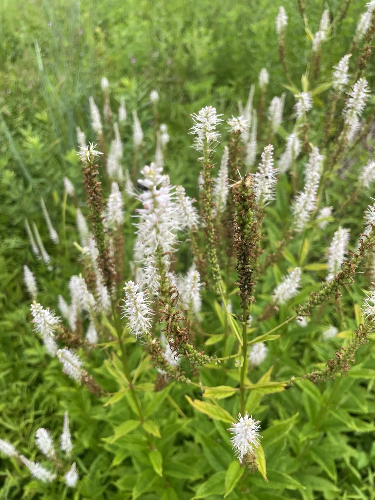 Veronicastrum Virginicum
