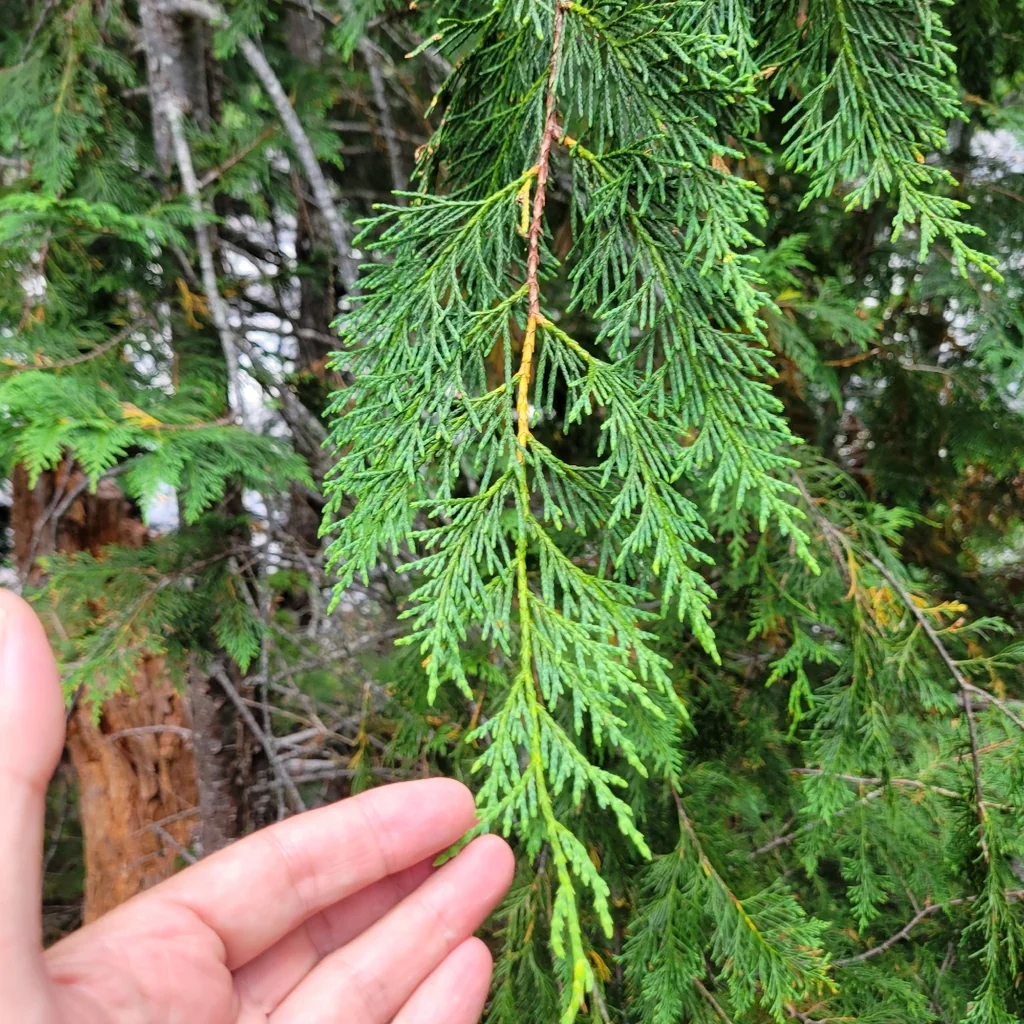 Callitropsis Nootkatensis