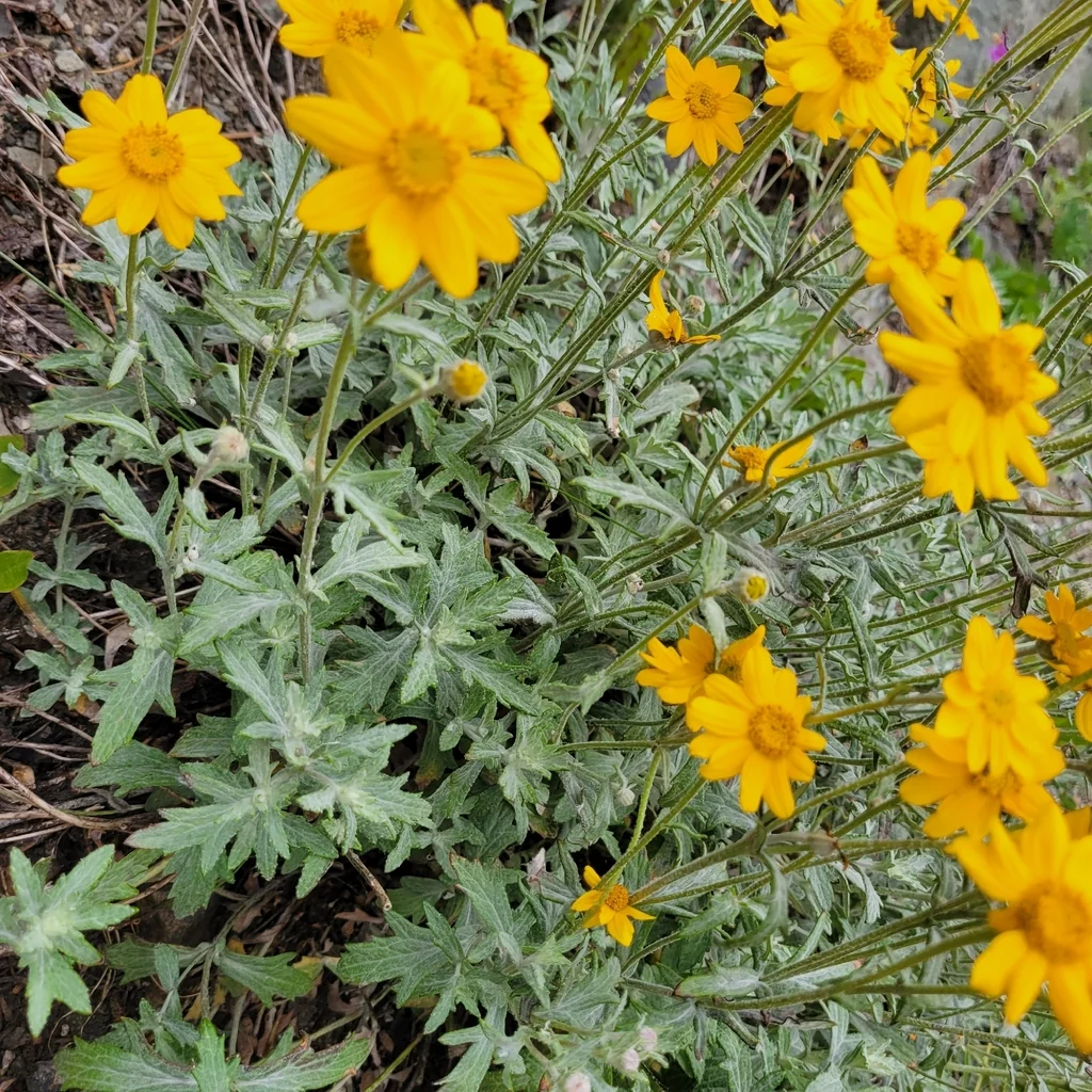 Eriophyllum Lanatum