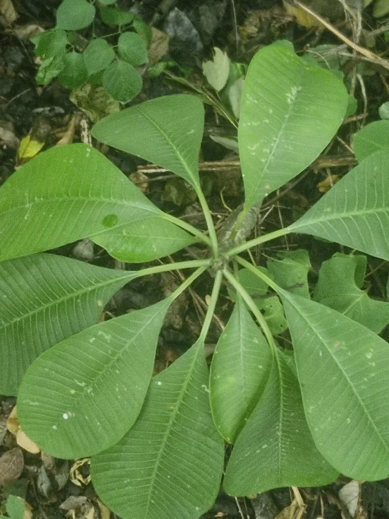 Plumeria Rubra