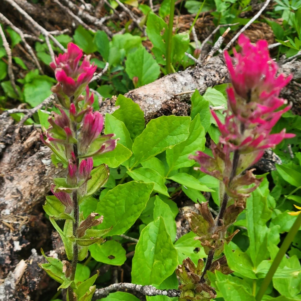 Castilleja Parviflora