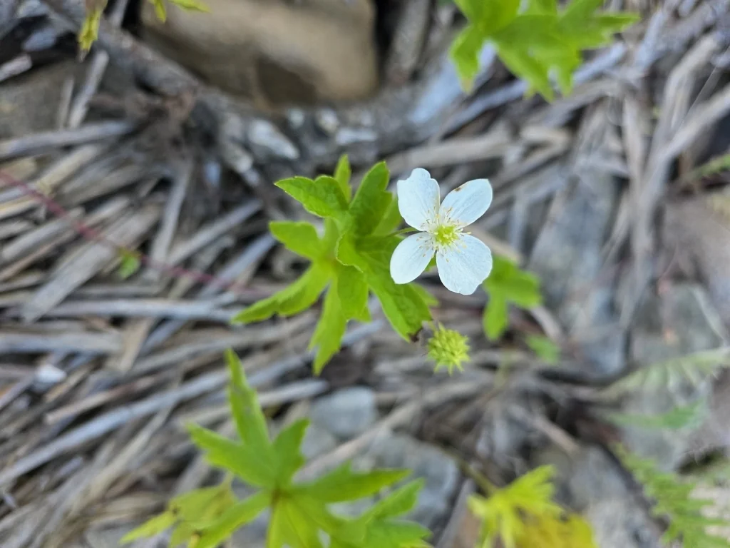 Anemone Canadensis