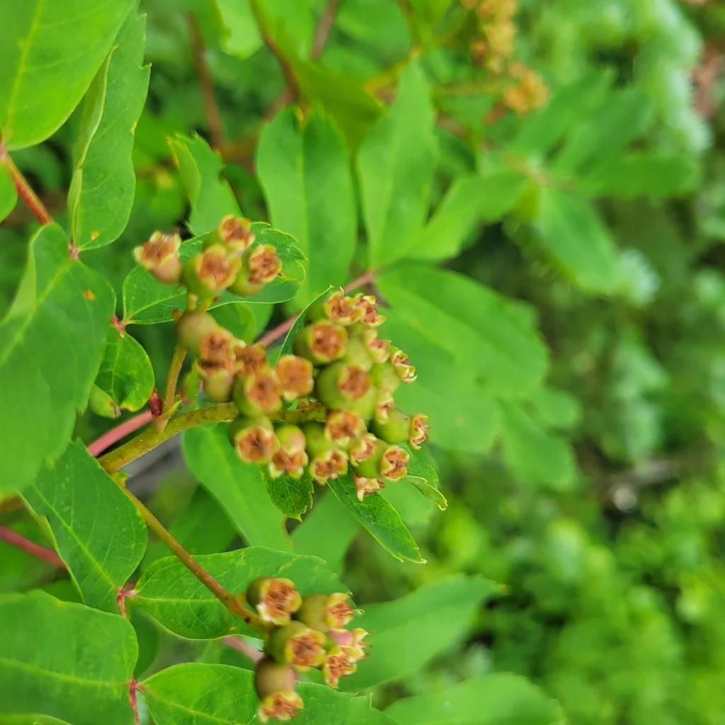 Sorbus Sitchensis