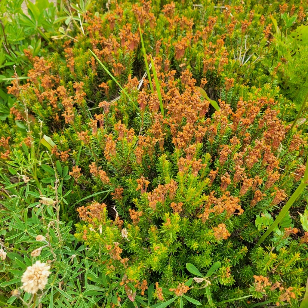 Phyllodoce Empetriformis