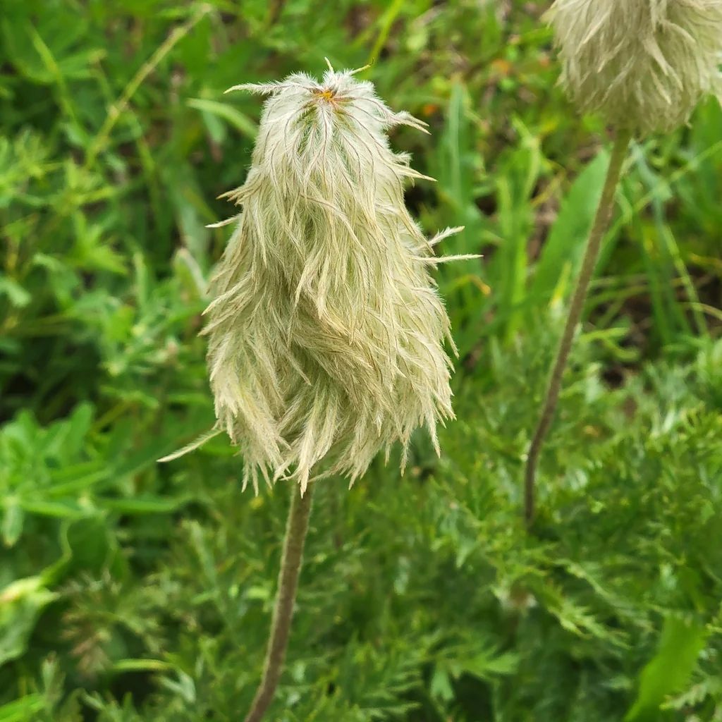Anemone Occidentalis