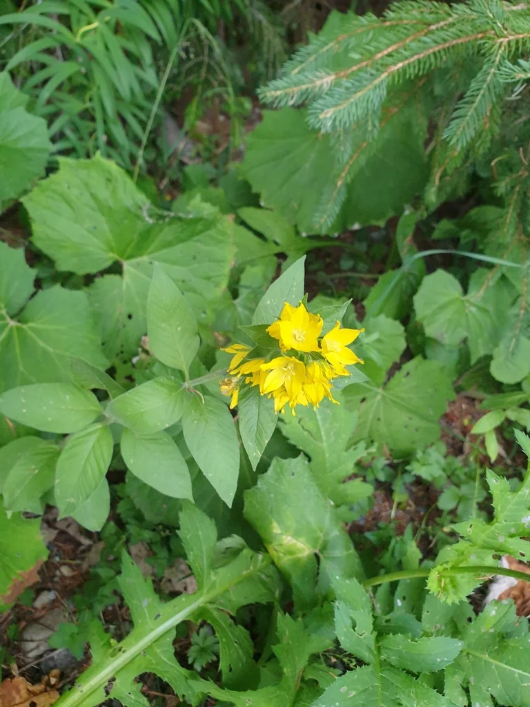 Lysimachia Punctata