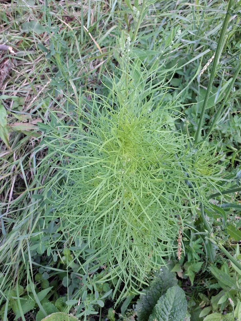 Cosmos Bipinnatus