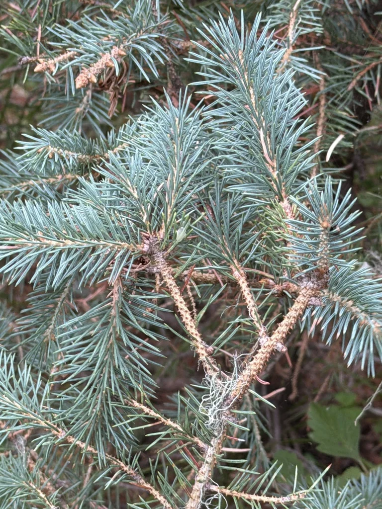 Picea Pungens