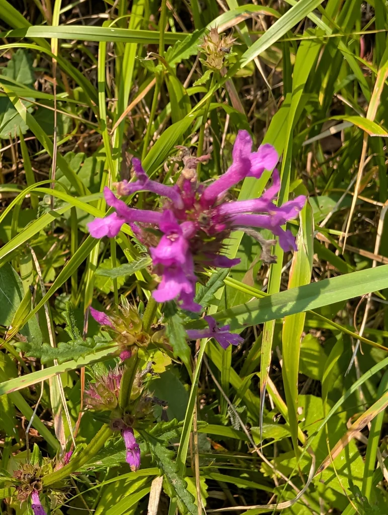 Stachys Officinalis