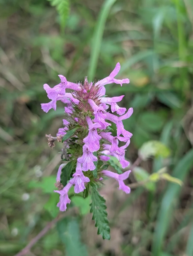 Stachys Officinalis