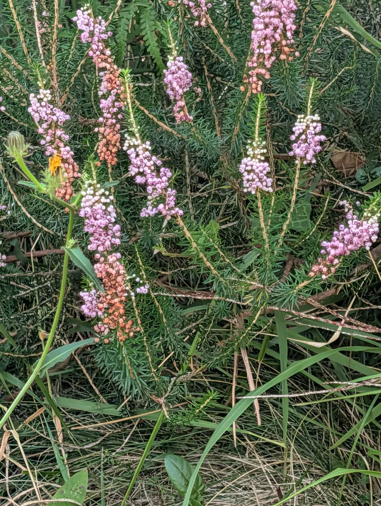 Erica Vagans