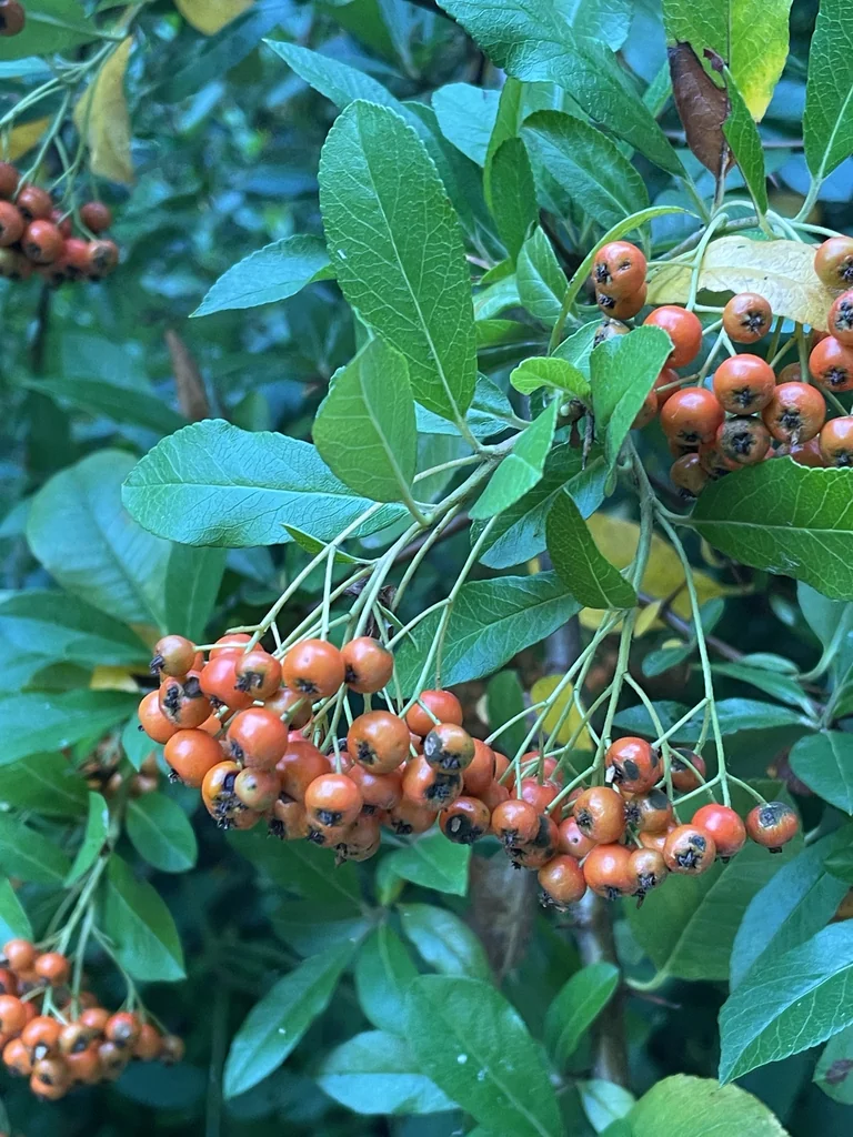 Pyracantha Coccinea