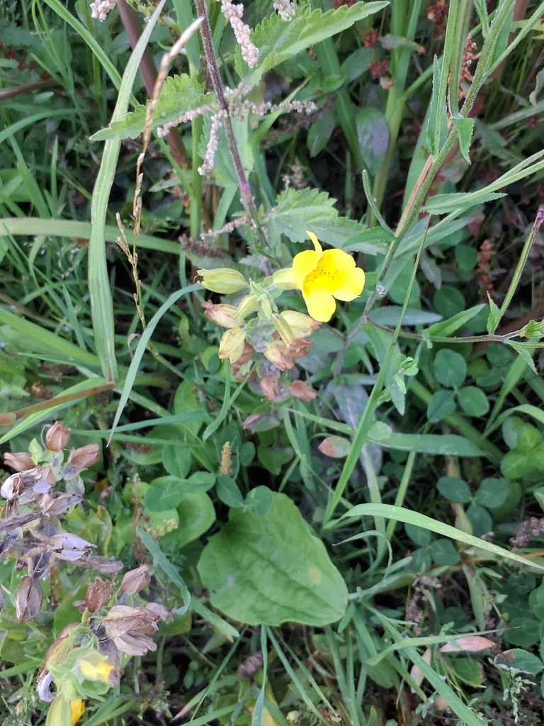 Mimulus Guttatus
