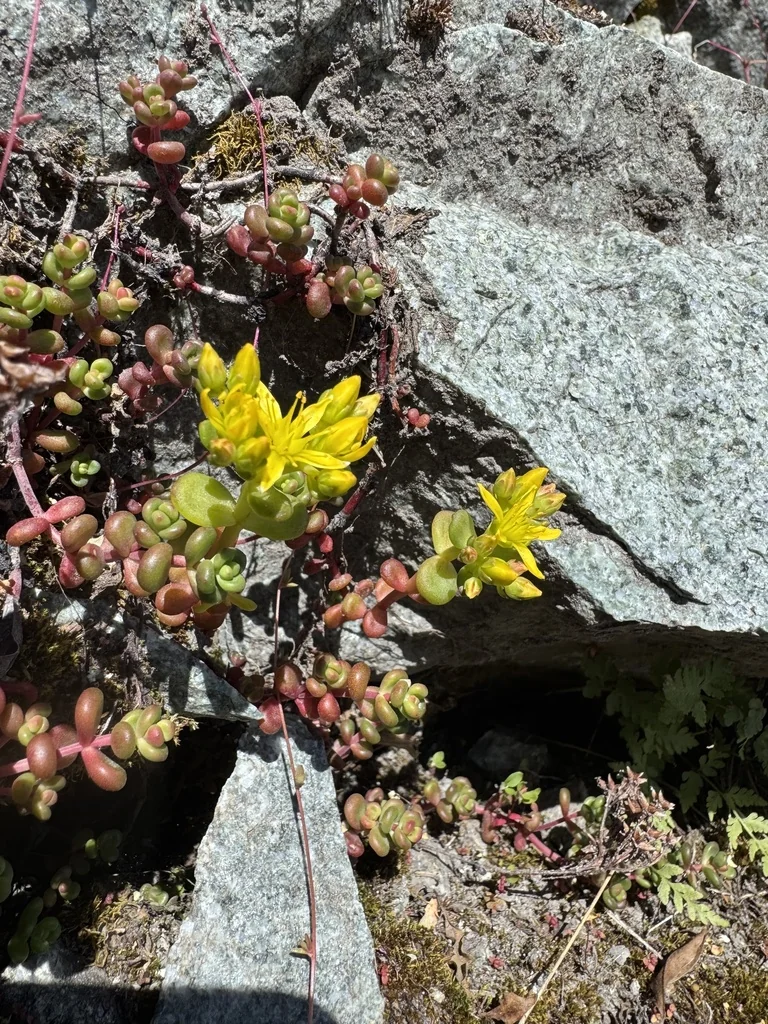 Sedum Divergens