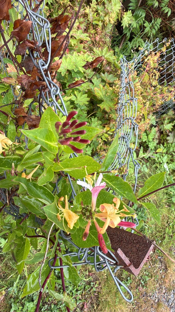 Lonicera periclymenum