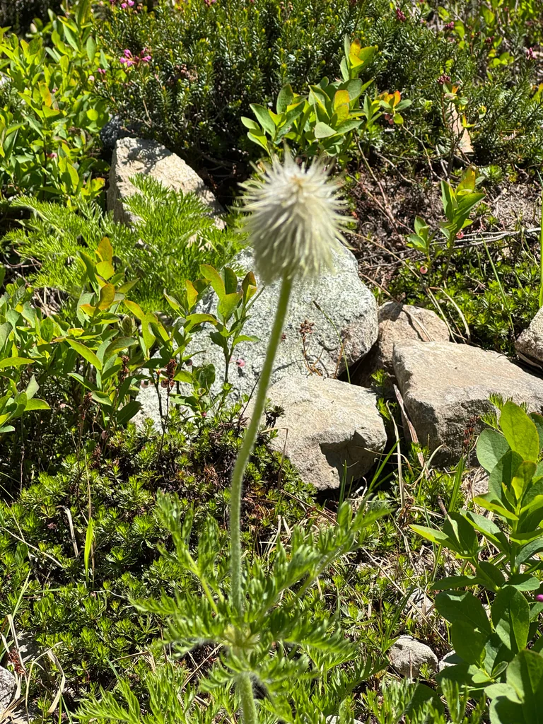 Anemone Occidentalis