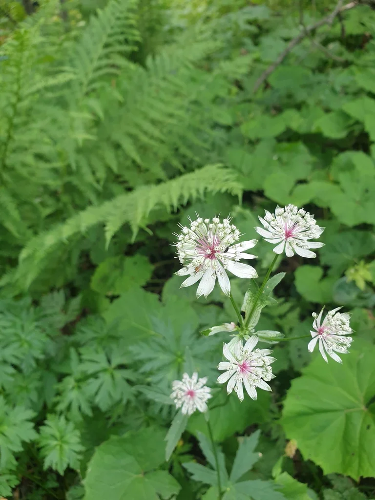 Astrantia Major