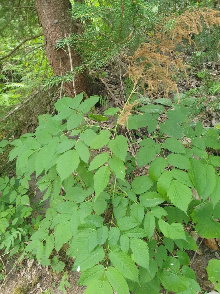 Aruncus Dioicus