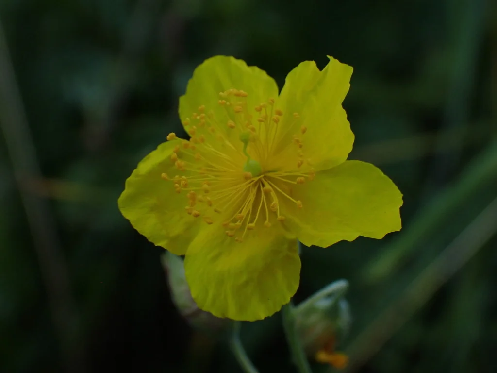 Helianthemum Nummularium