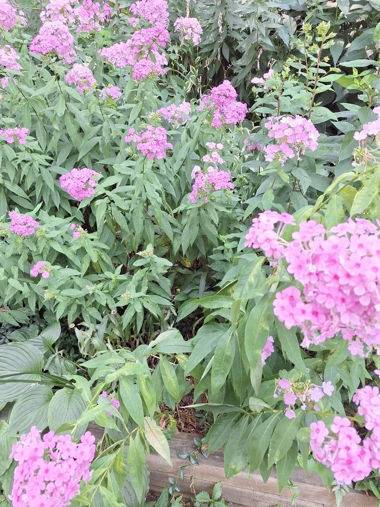 Phlox paniculata
