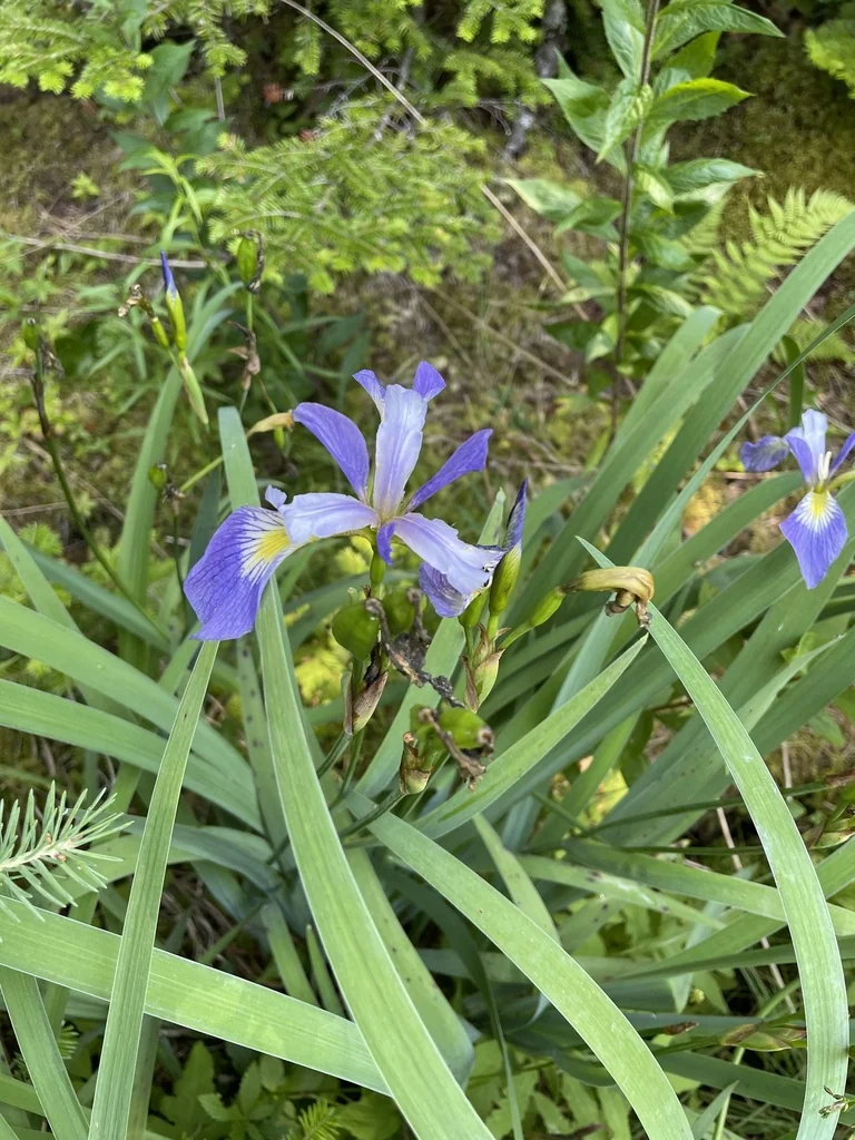 Iris Versicolor