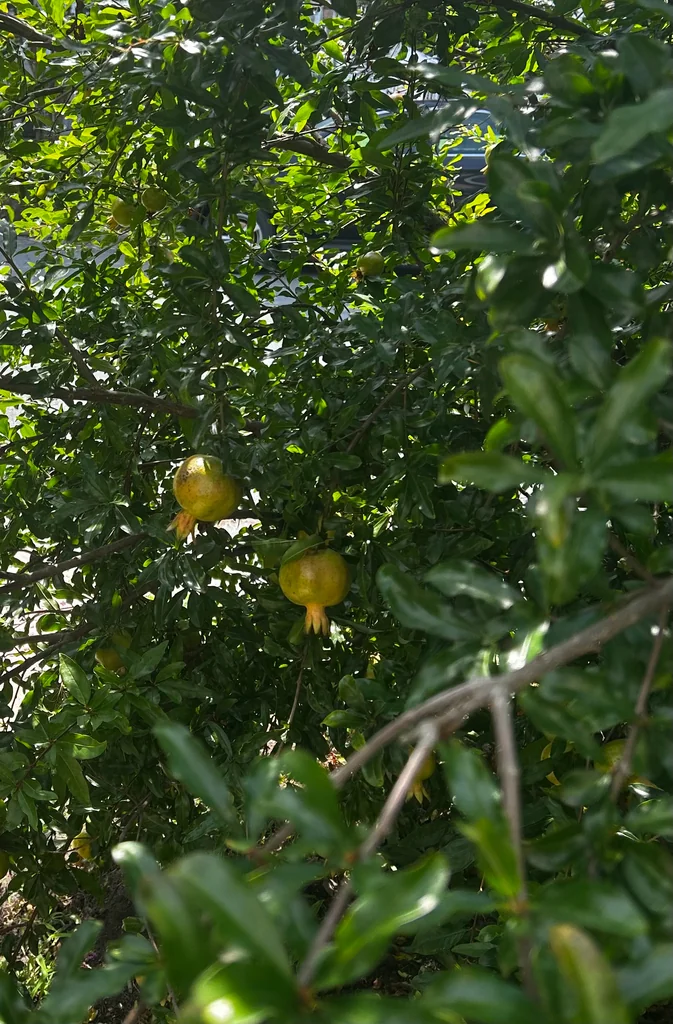 Punica granatum