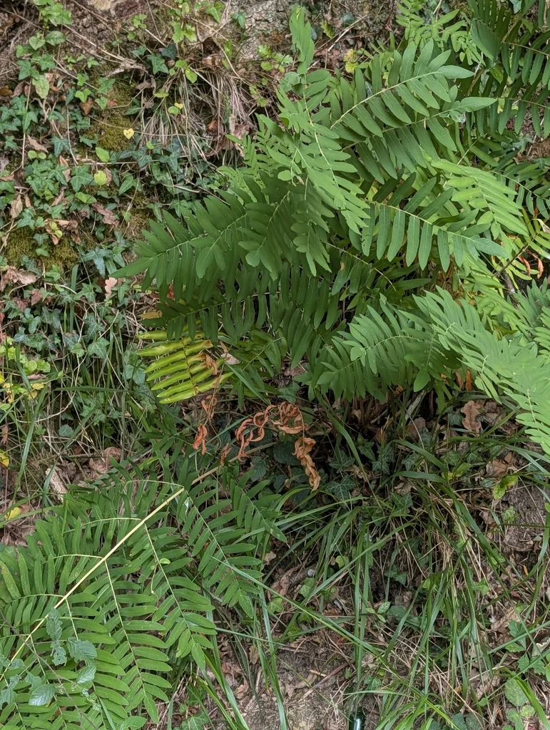 Osmunda Regalis